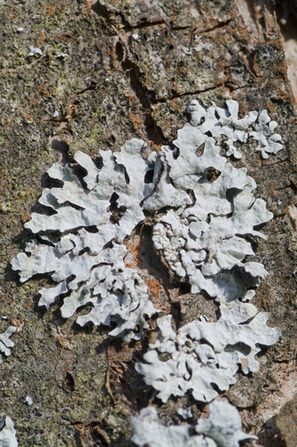 Lichen